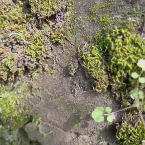 Pearl Flower Drop Earrings – Gold-Plated and Green Jade Earrings Fairycore Jewelry