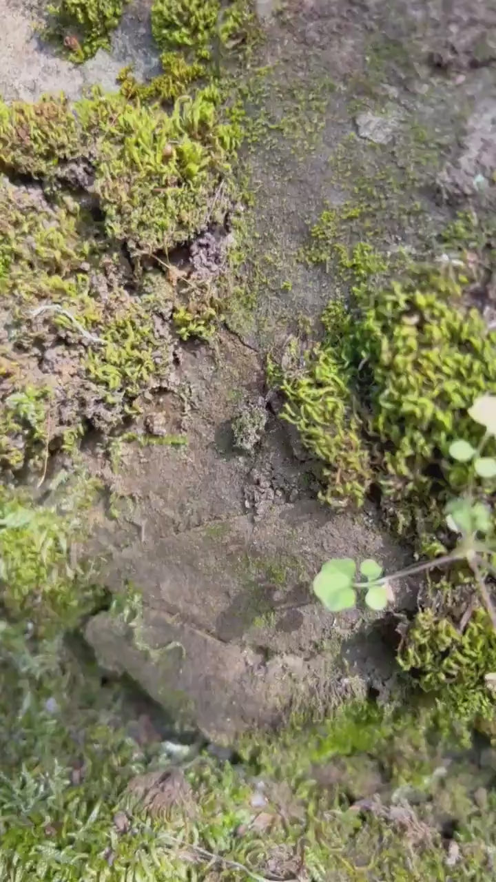 Pearl Flower Drop Earrings – Gold-Plated and Green Jade Earrings Fairycore Jewelry